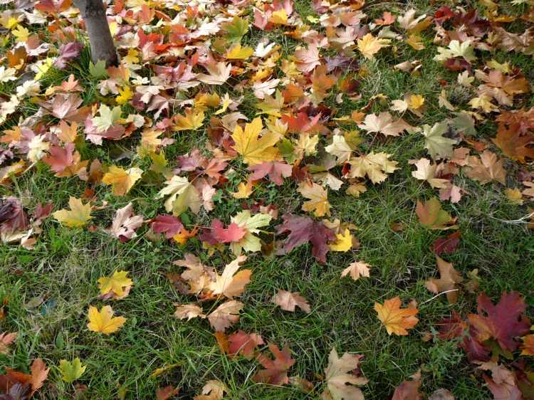 starostlivosť o rastliny lístie stanovište huby záhradné práce