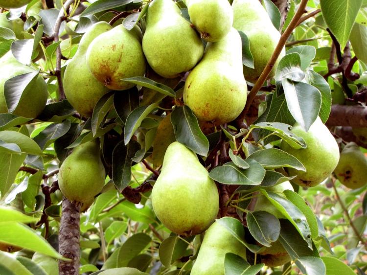 ošetrovanie rastlín choroby hrušiek ochrana húb