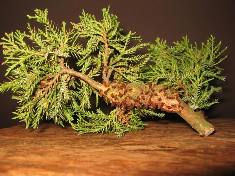 ošetrujúce rastliny hruškový rošt jalovec hubová choroba