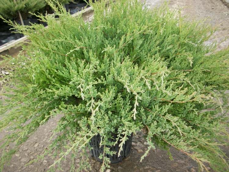 ošetrujúce rastliny záhradný živý plot borievka