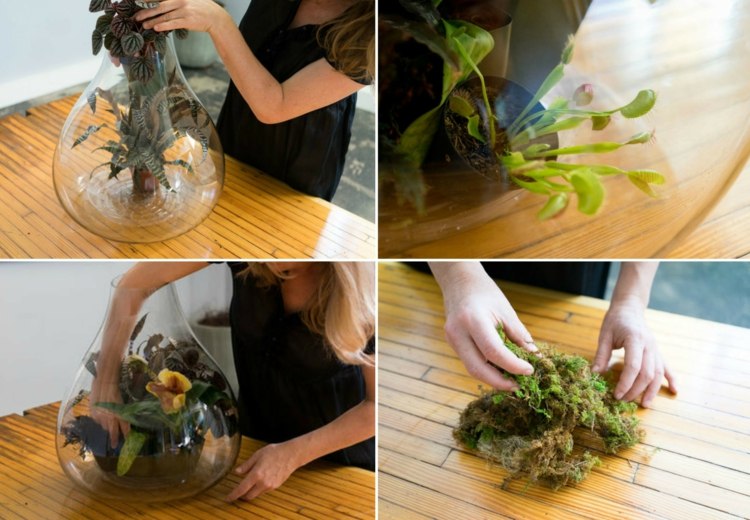 rastliny terárium halloween urobte si mucholapku machu venuše