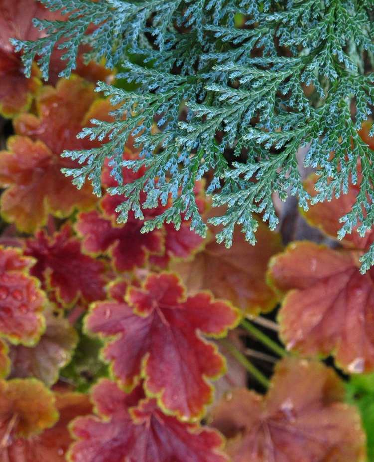 rastliny pod ihličnanmi vždyzelený-nápad-záhradný dizajn