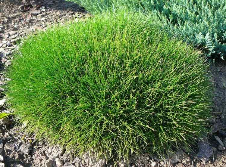 rastliny-ihličnany-medvedia koža-kostrava-graeser-art-zelená-guľa-tvar