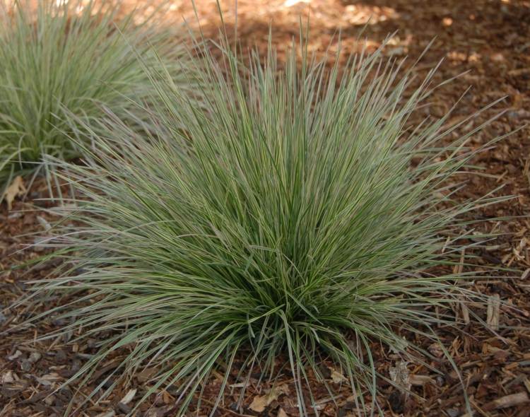 rastliny-ihličnany-waldschmiele-graeser-les-výsadba-atraktívne