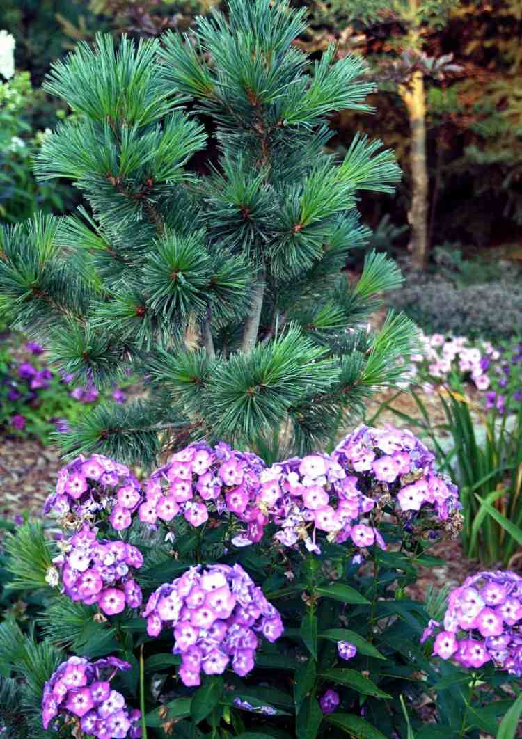 rastliny pod ihličnanmi borovica-ružovo-kvetovo-kvetinová zmes