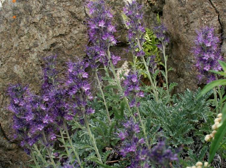 rastliny-ihličnany-včela-priateľka-orgován-kvet-motýle-tieň-kvet