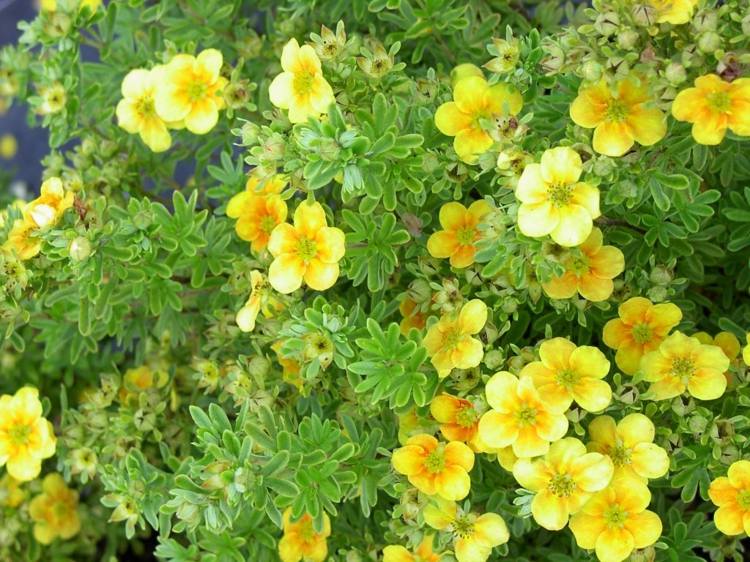 rastliny-ihličnany-päť prstov-ker-inšpirácia-žlté-kvety-biele