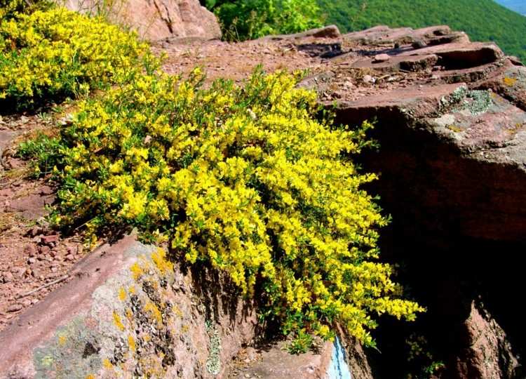 rastliny-ihličnany-trpaslík-jalovec-zemný kryt-ker-žltá-skalka