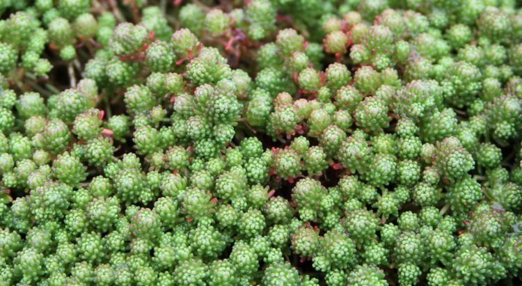 rastliny-ihličnany-wallpepper-sukulentné-zelené-slnečné-polotieň