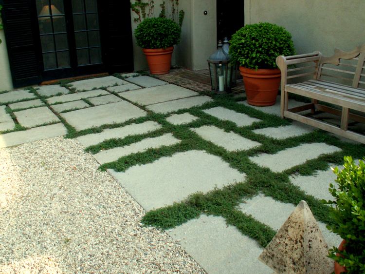 Kobercový tymián zasadený medzi betónové platne Rastliny medzi kamennými doskami betónové platne-koberec-tymian-odroda-okrasný štrk