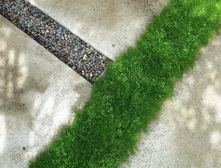 Na terase je hviezdicový mach a veľkoformátové betónové dosky Rastliny medzi kamennými doskami Pfriemen-Mastkraut-sagina-subulata-sternmoos