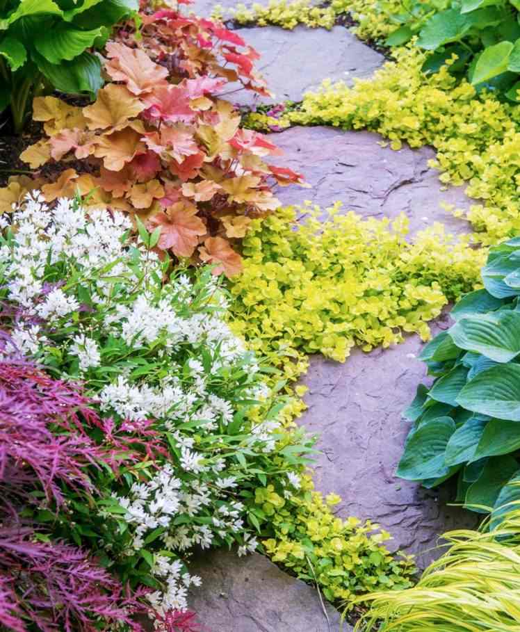 Pennywort (Lysimachia nummularia) medzi dlažobnými doskami rastliny-medzi-kamennými doskami-Lysimachia-Nummularia-Aurea-Penny-bylina