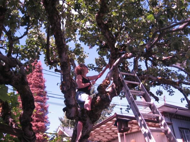Odstráňte plesňové ovocie z uzla stromu Zber jabĺk na jeseň