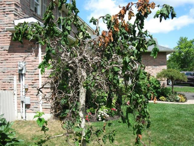 Ochrana rastlín odstráni kontaminované kríky lieskových orieškov v januári Odrežte infikované, choré, lieskové orechy