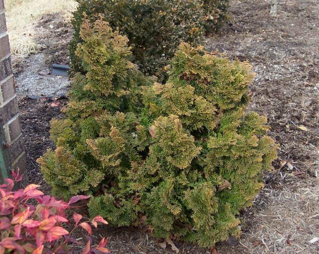 Falošné cyprusové stromy je potrebné odstrániť Cypress-niekedy-zomrie
