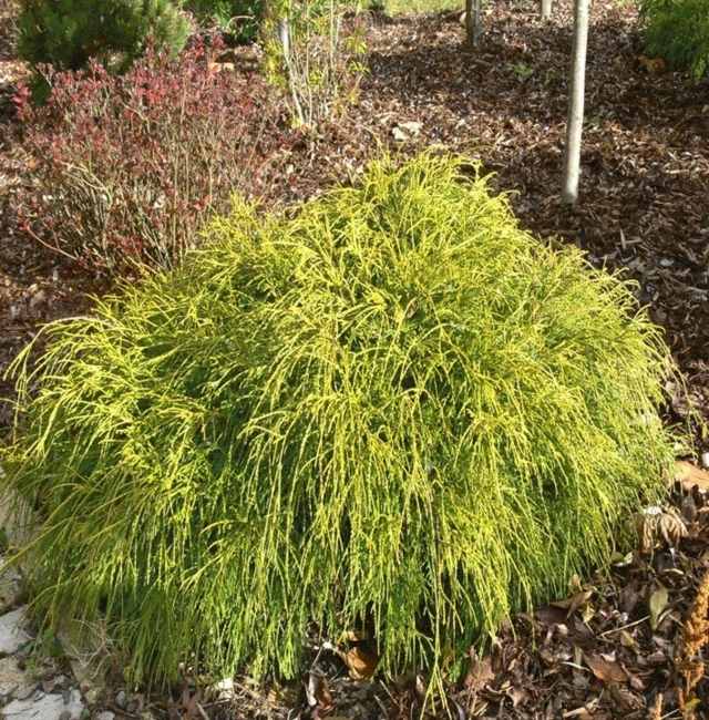 zelené rastliny ochrana plodín v januári Falošný cyprus-niekedy zomrie
