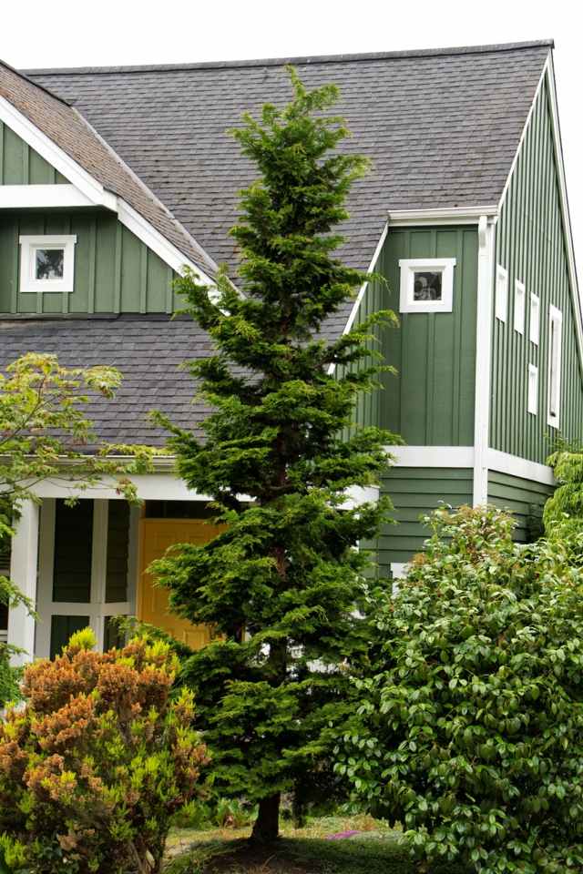 Dobre ošetrené rastliny prežijú zimu Dom v cyperskej záhrade North False