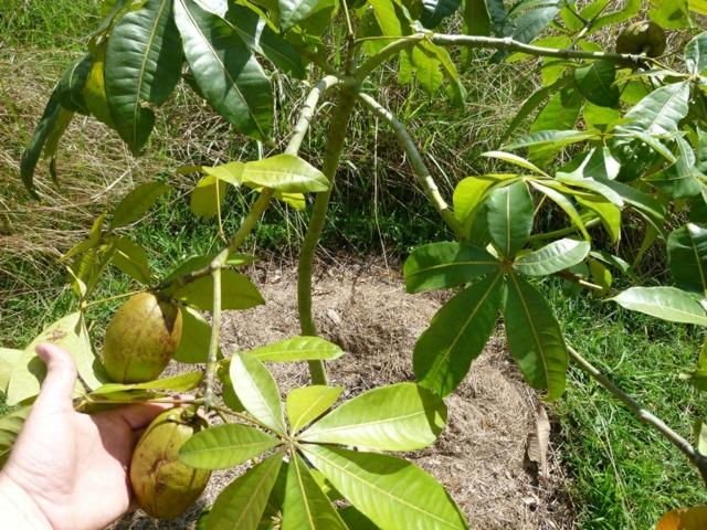 Ochrana rastlín v januári pestované rastliny Lieskový orech-strom-kultivovať-zem