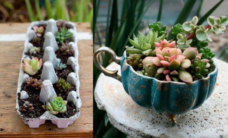 Sadzače vo vonkajšej oblasti-izbový-rastliny-dekorácia-kartón na vajíčka-šálka