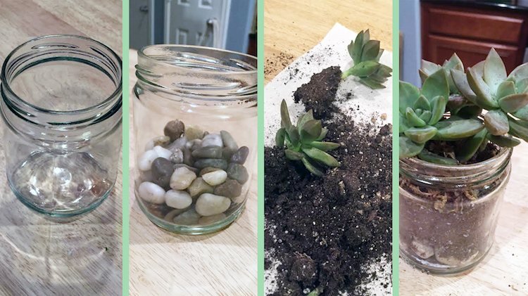 Pestovanie sadzačov vo vonkajšej oblasti-izbovka-výsadba-tipy-substrát