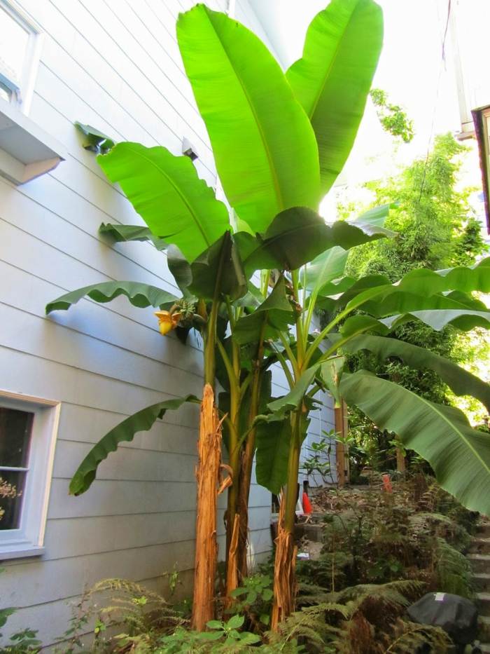 tipy na starostlivosť o banánové rastliny vo viacročnej záhrade