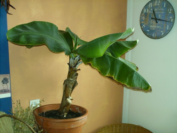 banán hrniec pestovať tipy na hnojenie kompost