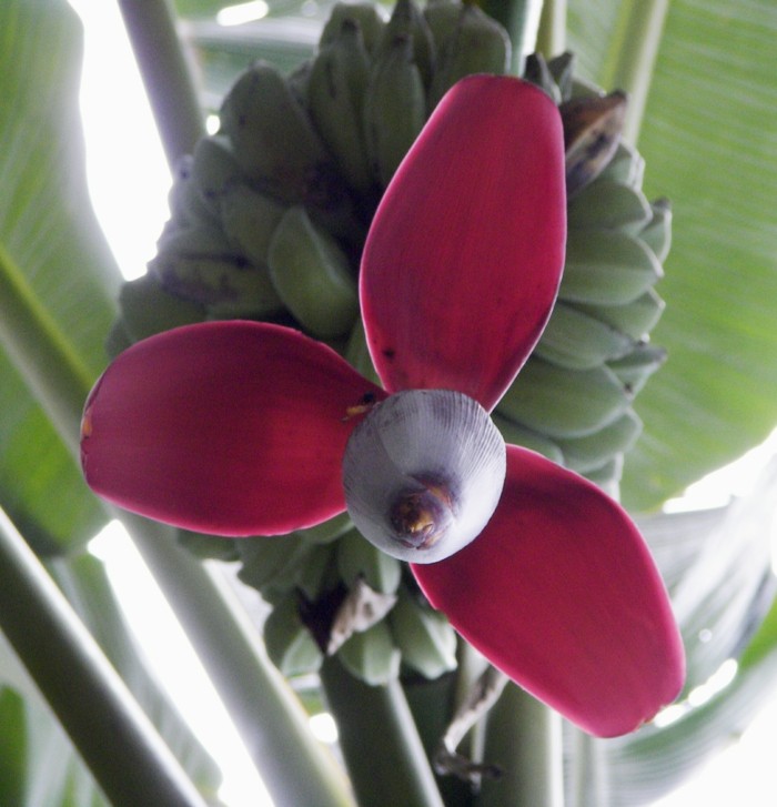 kvet červený ružový banán ovocie vytrvalé zelené listy