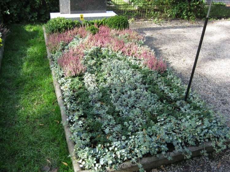 Ľahko udržiavateľná výsadba hrobov s odolným pôdnym krytom - erica, strieborný dážď a zimostráz príklady trvalého zakladania hrobov z tvrdého eriken-dichondra-strieborného dažďového krytu