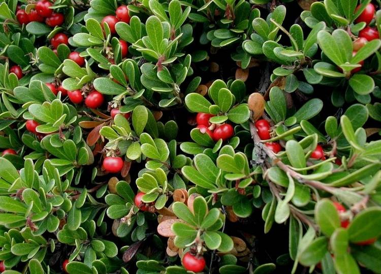 Cotoneaster je vždyzelený pôdny kryt alebo tiež známy ako ker výsadba hrobov zimná zemná pokrývka vždyzelený-ker-ovocie-skalník-cotoneaster-dammeri