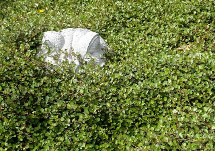 nenáročná alternatíva pre vždyzelený pôdny kryt - Mühlenbeckie Ľahká údržba výsadby hrobov-pôdny kryt-immergruen-muehlenbeckie-Muehlenbeckia-axillaris