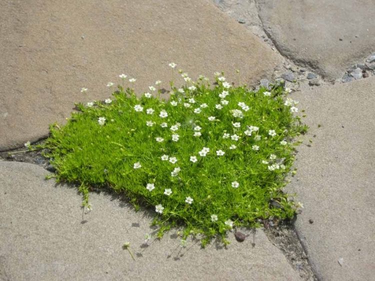 Hviezdny mach je pekným pokrytím čiastočne zatienených miest jednoducha starostlivost-sadba hrobov-zemne-krycie kamene-penumbra-star mech-Sagina-subulata
