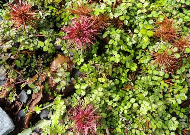 exotická a zároveň nenáročná starostlivosť o zeleň - ostnaté oriešky (Acaena) nenáročná starostlivosť-hrob-výsadba-zemný kryt-exotický-ozeleniaci-náhrobný kameň-Acaena