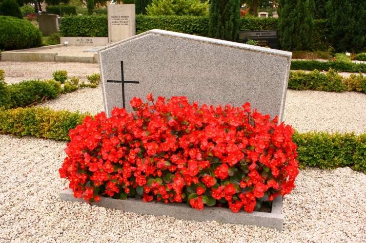 červené prvosienky pred náhrobným kameňom a biely ozdobný štrk nenáročná starostlivosť-hrob-výsadba-jar-červené-prvosienky-náhrobok-štrk-eonymus