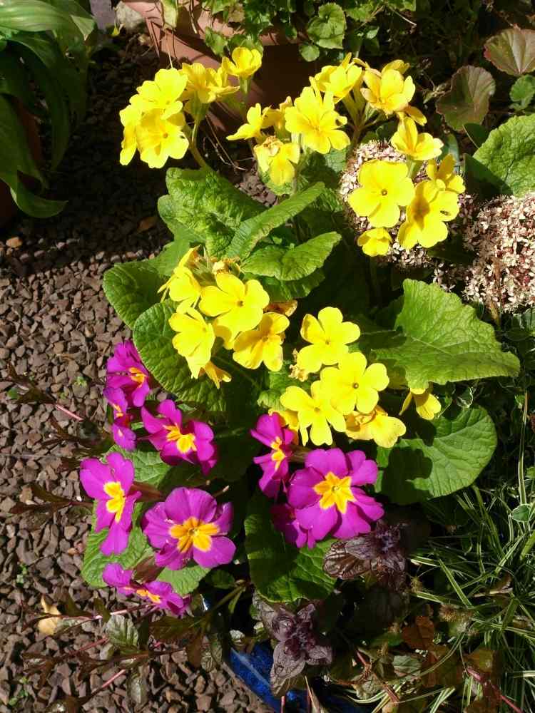 Nastavte farebné akcenty na jar s prvosienkami v jasných farbách nenáročná starostlivosť-hrob-výsadba-jar-jar-akcenty-prvosienky-primula