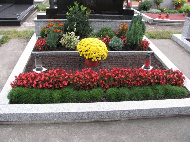 bujná výsadba hrobov - červené prvosienky, chryzantémy, ihličnany a tráva medvedej kože nenáročná starostlivosť-hrob-výsadba-rám-rastliny-pôdny pokryv-medvedia koža-tráva-prvosienky-červené ihličnany
