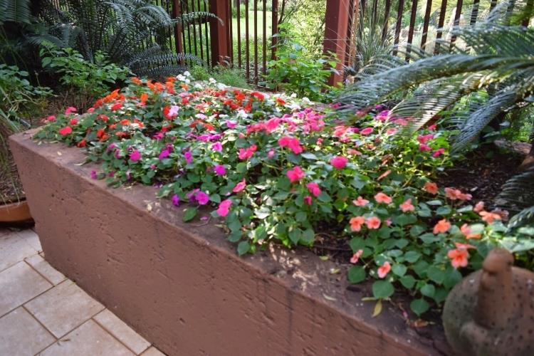 farebné, zaneprázdnené jašterice ako farebné rastliny v lete nenáročná starostlivosť-výsadba hrobov-leto-slnečné-modro-sfarbené-pracovité-jašterice