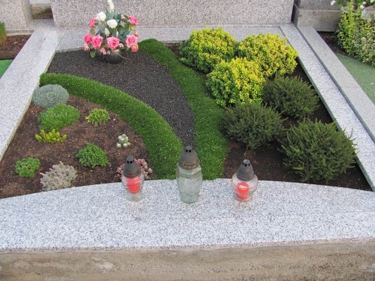 Asymetrická zeleň - hviezdicový mach, Mühlenbeckie a sukulenty nenáročná starostlivosť-hrob-výsadba-tieň-vždyzelený-zemný kryt-krík-hviezdicový mach