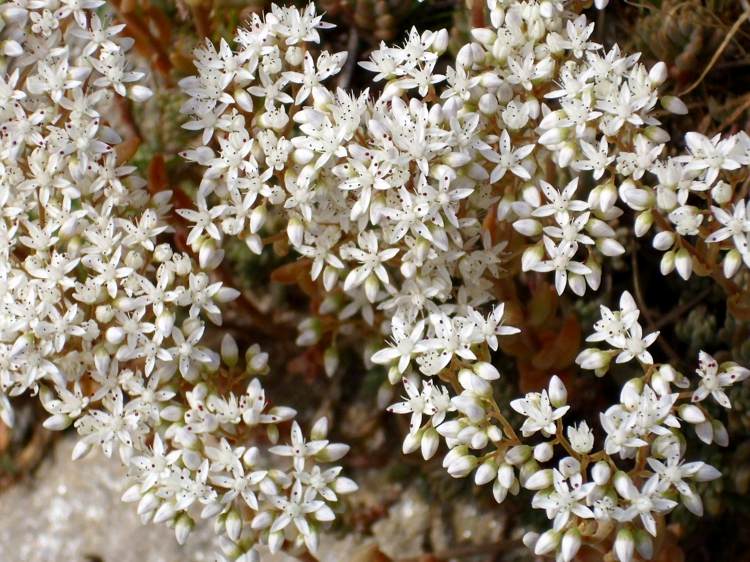 ľahko udržiavateľné trvalky-biela rozchodník-neutrálna-kvetová farba