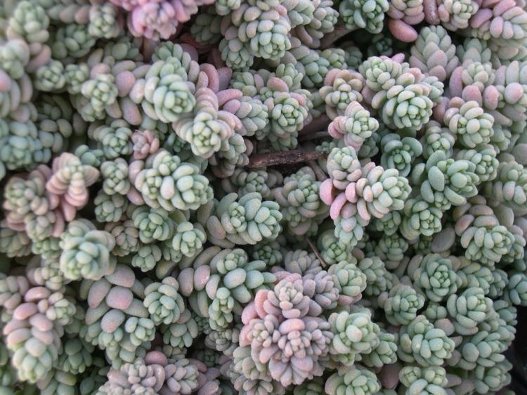 easy-care-trvalka-hrbáč-rozchodník-listy-zeleno-šedo-purpurový