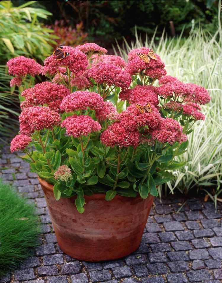 ľahko udržiavateľné trvalky-veľká-rozchodník-vana-vana-ružovo-kvetinová-terasa