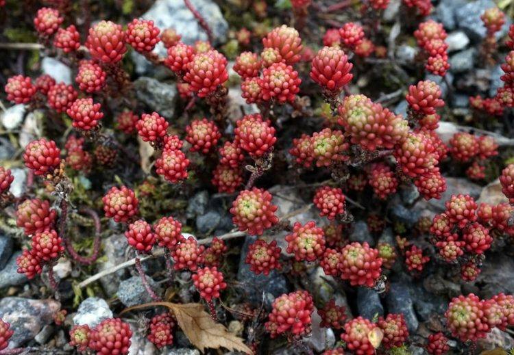 ľahko udržiavateľné trvalky červená farba lístia šťavnaté nápad