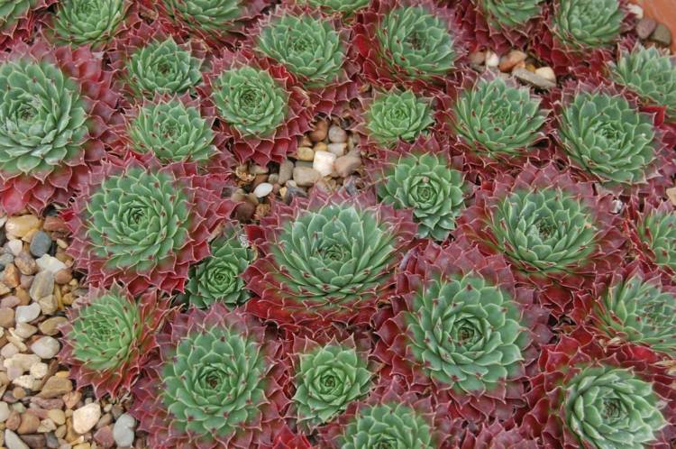 ľahko udržiavateľná-trvalka-izbový-rozety-červeno-zelený-štrk