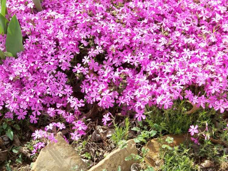 phlox-plant-tips-care-umiestnenie-druhy-nápady