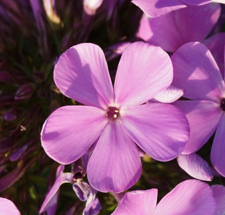flox-rastliny-arendsii-ružový-kvet-záhradný nápad