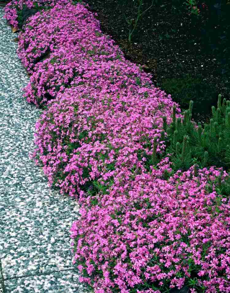 rastliny flox-subulata-moerheimii-ružové-lem