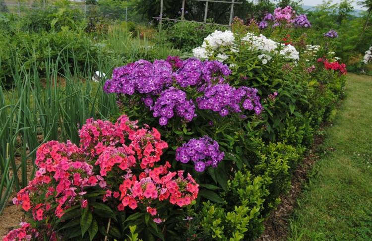 rastliny flox paniculata-červeno-purpurovo-biele-kombajn-záhon-buxus