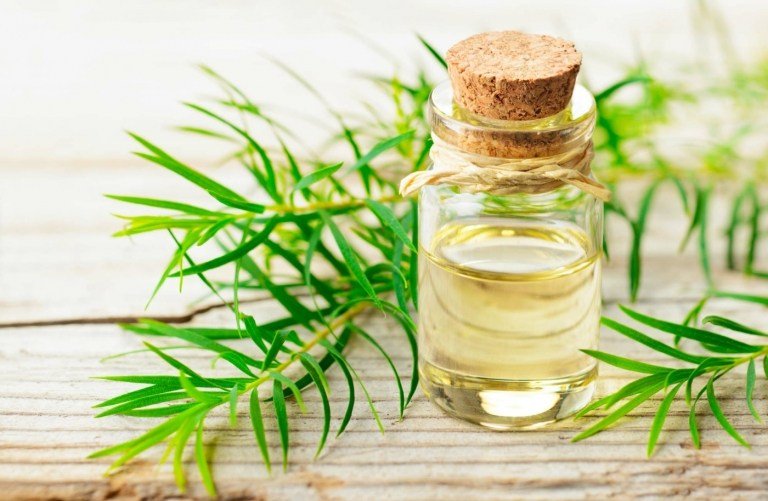 Olej z čajovníka je zázračný liek, ktorý je antibakteriálny. má antivírusové a protizápalové účinky