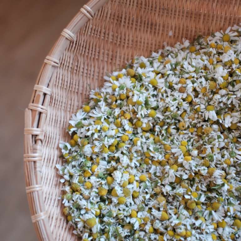 Parný kúpeľ s harmančekom na tvár ako domáci liek na pupienky pod kožou