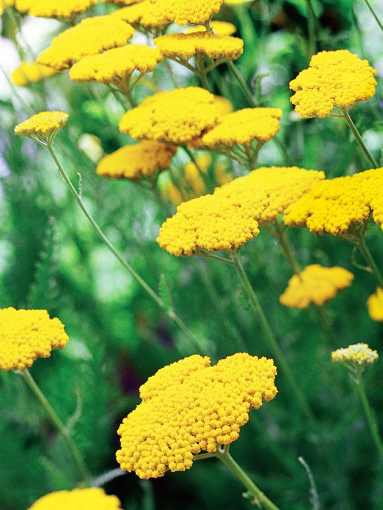 nápady na záhradu, úspora vody, odolná voči suchu záhradné nápady na šetrenie voči vode odolnému voči suchu
