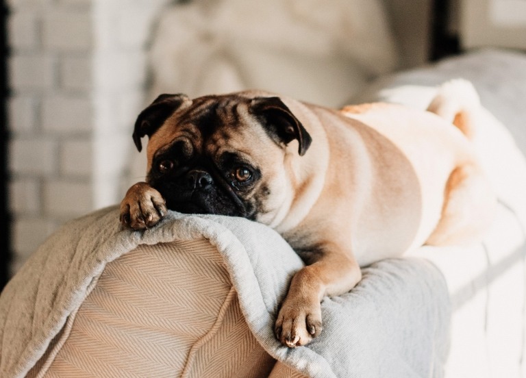 A čo páchnuce psie prdy robia tabletky proti mláďatám